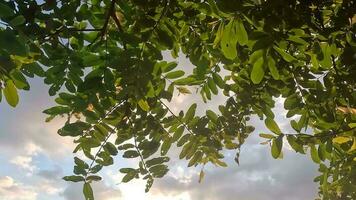 skön solnedgång se med träd grenar och molnig himmel. naturskön natur 4k antal fot med skinande solstrålar på skymning tid. skön grön träd gren och moln video på skymning tid.