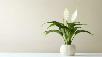 Photo of Peace Lily in minimalist pot as houseplant for home decoration isolated on white background. Generative AI