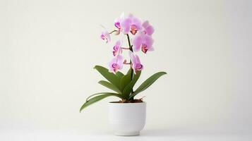 Photo of Cattleya in minimalist pot as houseplant for home decoration isolated on white background. Generative AI
