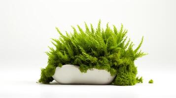 Photo of Java Moss in minimalist pot as houseplant for home decoration isolated on white background.