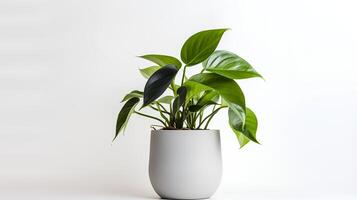 Photo of anubiasin minimalist pot as houseplant for home decoration isolated on white background.