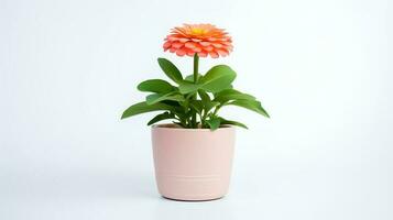 Photo of Zinnia in minimalist pot as houseplant for home decoration isolated on white background. Generative AI