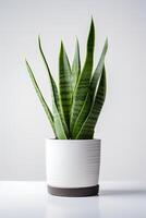 Photo of ornamental plant in minimalist pot as houseplant for home decoration isolated on white background. Generative AI