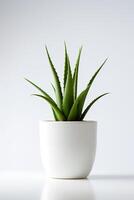 Photo of aloe vera in minimalist pot as houseplant for home decoration isolated on white background. Generative AI