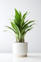 Photo of aspidistra elatior in minimalist pot as houseplant for home decoration isolated on white background. Generative AI