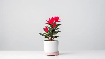 Photo of ornamental plants in minimalist pot as houseplant for home decoration isolated on white background. Generative AI