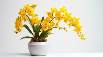 Photo of Oncidium in minimalist pot as houseplant for home decoration isolated on white background. Generative AI