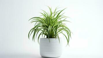 Photo of Spider Plant in minimalist pot as houseplant for home decoration. Generative AI