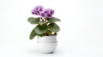 Photo of Saintpaulia in minimalist pot as houseplant for home decoration isolated on white background.