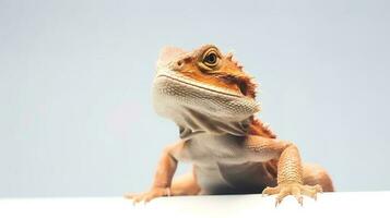 Photo of a Bearded Dragon on white background. Generative AI