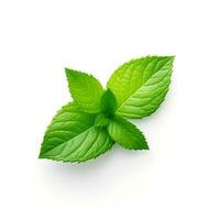 Photo of Mint leaf isolated on white background