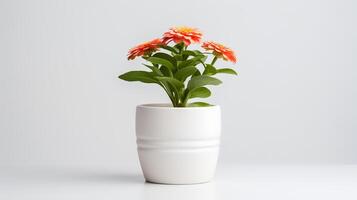 Photo of Zinnia in minimalist pot as houseplant for home decoration isolated on white background. Generative AI