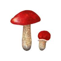 Large and small mushroom boletus leccinum . Wild edible forest mushroom. Autumn harvest natural culinary ingredient for menu, recipe, label, wrapper. Hand drawn element isolated. vector