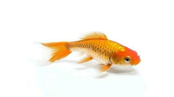 Photo of a kohaku koi on white background. Generative AI