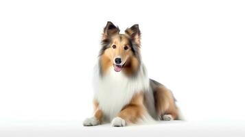 Photo of a rough collie on white background. Generative AI