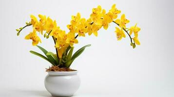 Photo of Oncidium in minimalist pot as houseplant for home decoration isolated on white background. Generative AI