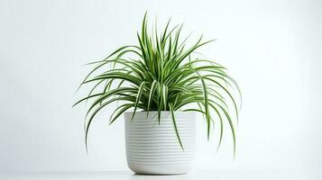 Photo of Spider Plant in minimalist pot as houseplant for home decoration isolated on white background. Generative AI