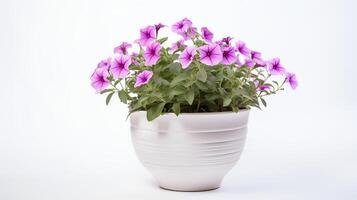 Photo of Petunia in minimalist pot as houseplant for home decoration isolated on white background.