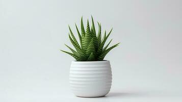 Photo of Haworthia in minimalist pot as houseplant for home decoration isolated on white background. Generative AI