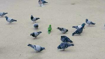 pássaros empoleirado em uma arenoso de praia video