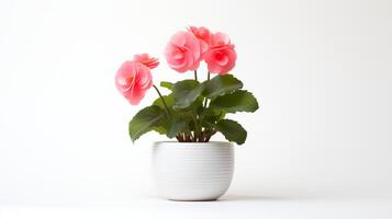 Photo of Begonia in minimalist pot as houseplant for home decoration isolated on white background.