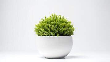 Photo of Java Moss in minimalist pot as houseplant for home decoration isolated on white background.