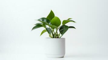 Photo of ornamental plants in minimalist pot as houseplant for home decoration isolated on white background. Generative AI