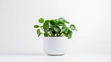 Photo of Peperomia in minimalist pot as houseplant for home decoration isolated on white background. Generative AI