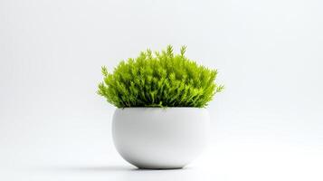 Photo of Java Moss in minimalist pot as houseplant for home decoration isolated on white background.