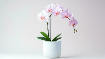 Photo of orchid in minimalist pot as houseplant for home decoration isolated on white background. Generative AI