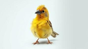 foto de un canario pájaro en blanco antecedentes. generativo ai