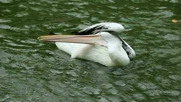 undans ou pelicanos estão água pássaros este ter uma bolsa debaixo seus bico. Está científico nome é pelecano onocrotalus. muito lindo com branco cor. 1 do a popular animais dentro ragunan. video