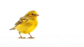 Photo of a canary bird on white background. Generative AI