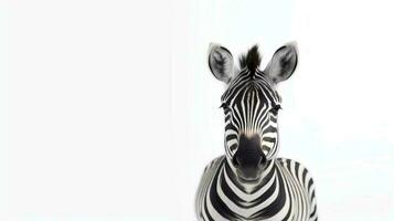 Photo of a zebra on white background. Generative AI