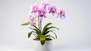 Photo of Cattleya in minimalist pot as houseplant for home decoration isolated on white background. Generative AI