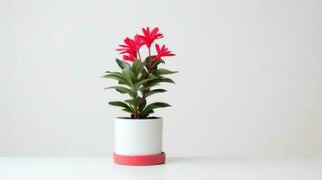 Photo of ornamental plants in minimalist pot as houseplant for home decoration isolated on white background. Generative AI