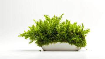 Photo of Java Moss in minimalist pot as houseplant for home decoration isolated on white background.
