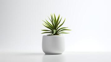 Photo houseplant in minimalist pot for home decoration.