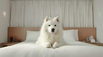 Samoyed dog lying on bed in hotel with contemporary interior design. Generative AI photo