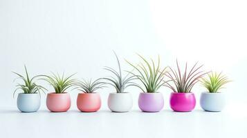 Photo of ornamental plants in minimalist pot as houseplant for home decoration isolated on white background. Generative AI