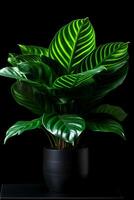 Photo of Calathea orbifolia in minimalist pot as houseplant for home decoration isolated on black background. Generative AI