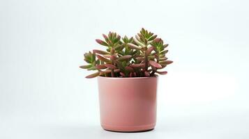 Photo of Sedum in minimalist pot as houseplant for home decoration isolated on white background. Generative AI