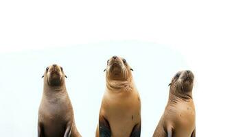 Photo of a sealions on white background. Generative AI