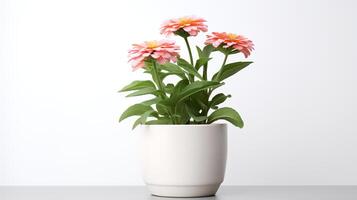 Photo of Zinnia in minimalist pot as houseplant for home decoration isolated on white background.