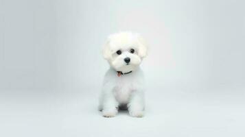 Photo of a Bichon Fise dog on white background. Generative AI