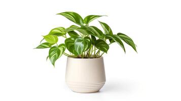 Photo of Epipremnum aureum in minimalist pot as houseplant for home decoration isolated on white background. Generative AI