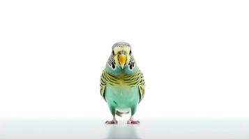 Photo of a Parakeet on white background. Generative AI