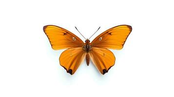 Photo of a julia butterly on white background. Generative AI