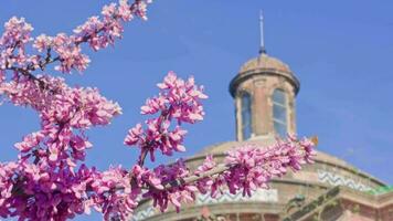 A tree with purple flowers in front of a building video