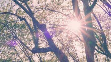 luz de sol filtración mediante el ramas de un árbol video